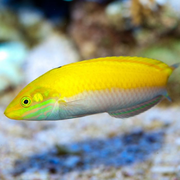 Silver Belly Wrasse Small