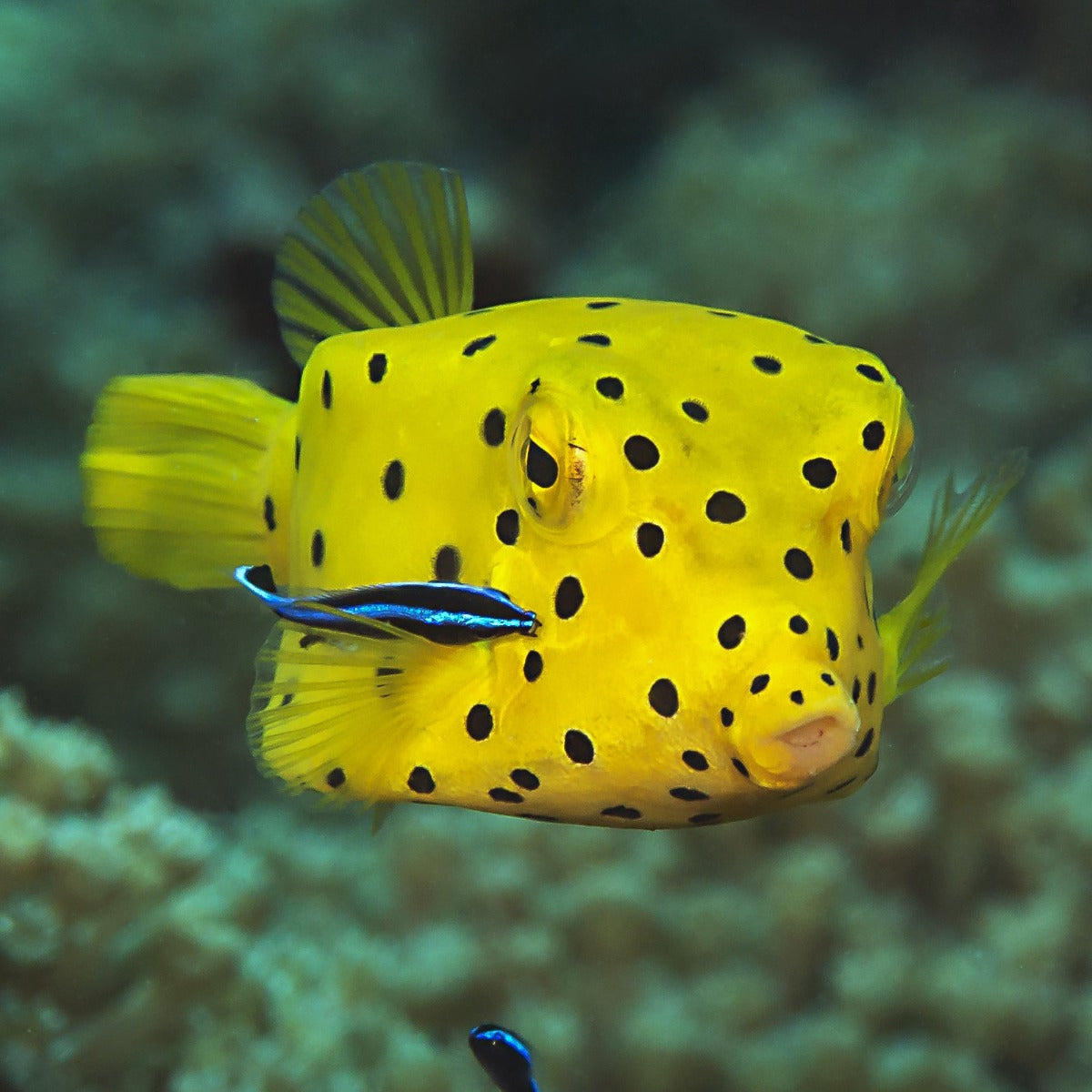 Yellow Boxfish Tiny/Small — Kraken Corals