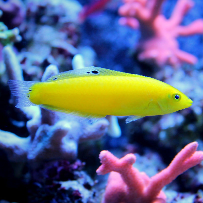Yellow Coris Wrasse
