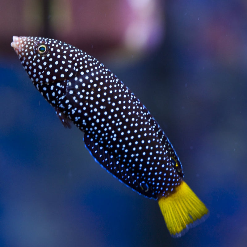 Yellow Tail Wrasse - Large
