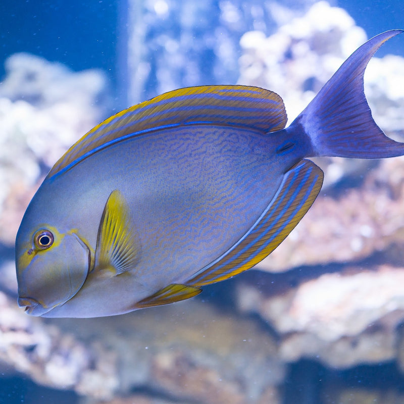 Yellowfin Surgeonfish