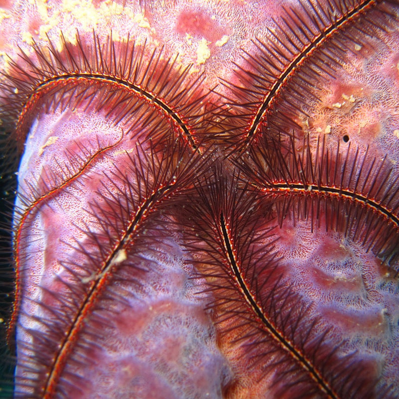 Zebra Brittle Star - Red