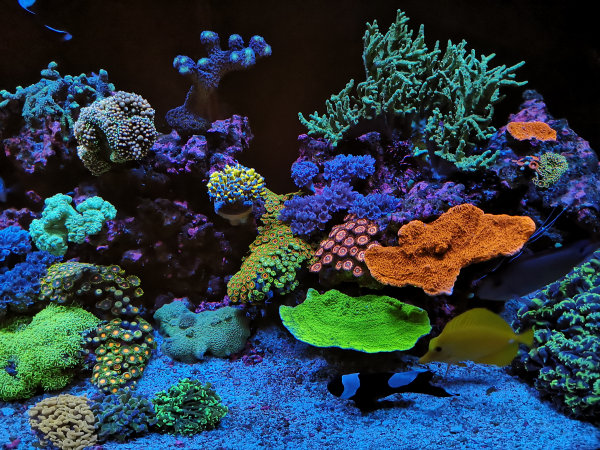 Mogsys Aquariums lighting