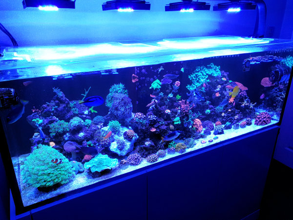Karl Marsh custom built aquarium