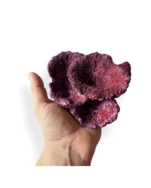 Real Reef Rock - Nano Plate Coral FULL BOX (Approx 9pcs/box) 