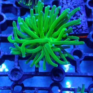 WYSIWYG Coral KRK-81 Blue Tip Green Torch