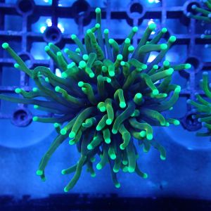 WYSIWYG Coral KRK-82 Dragon Soul Torch Frag