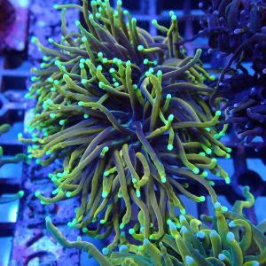 WYSIWYG Coral KRK-85 Ultra Dragon Soul