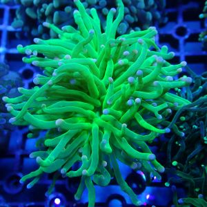 WYSIWYG Coral KRK-86 Cotton Candy Torch