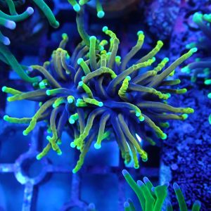 WYSIWYG Coral KRK-87 Dragon Soul Torch