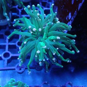 WYSIWYG Coral KRK-89 Cotton Candy Torch