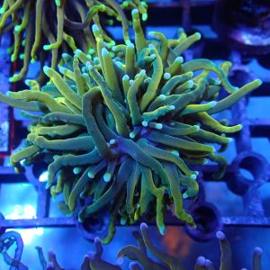 WYSIWYG Coral KRK-90 Dark Grail Torch