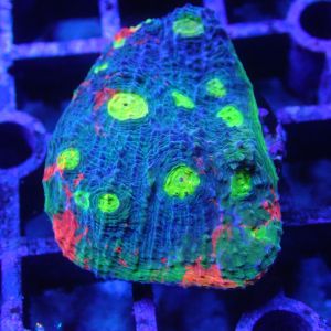 WYSIWYG Coral KRK-38 Jelly Bean Chalice