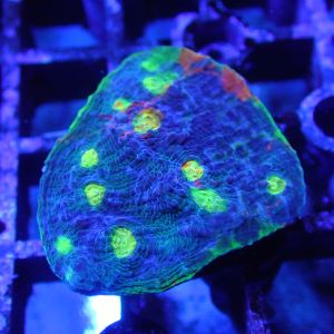 WYSIWYG Coral KRK-39 Jelly Bean Chalice