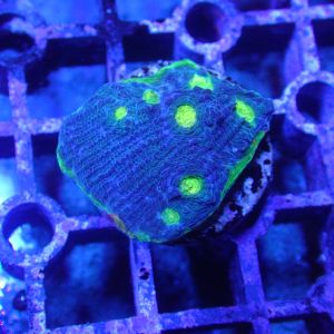 WYSIWYG Coral KRK-40 Jelly Bean Chalice