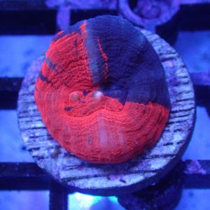 WYSIWYG Coral KRK-41 Aquacultured Scolymia