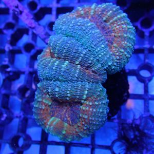 WYSIWYG Coral KRK-42 Lobo Colony