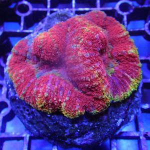WYSIWYG Coral KRK-43 lobophyllia