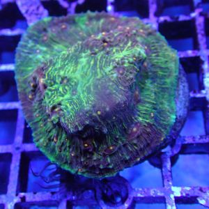 WYSIWYG Coral KRK-44 Mycedium