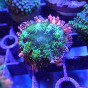 WYSIWYG Coral KRK-45 Frankenstein Mushroom