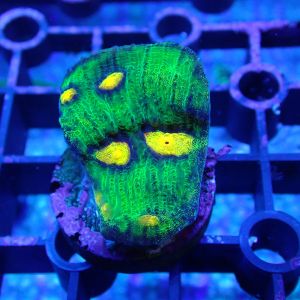 WYSIWYG Coral KRK-46 Raja Rampage Chalice