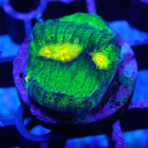 WYSIWYG Coral KRK-47 Raja Rampage Chalice