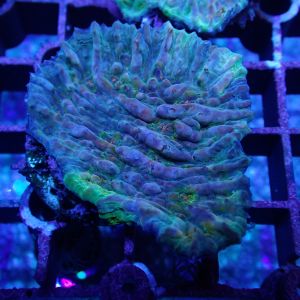 WYSIWYG Coral KRK-48 Jim's Chalice