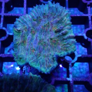 WYSIWYG Coral KRK-49 Jim's Chalice