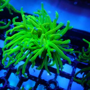 WYSIWYG Coral KRK-91 Ultra Grail Torch