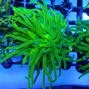 WYSIWYG Coral KRK-92 Ultra Grail Torch