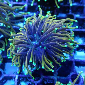 WYSIWYG Coral KRK-93 Dragon Soul Torch