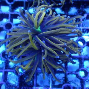 WYSIWYG Coral KRK-94 NY Knicks Torch