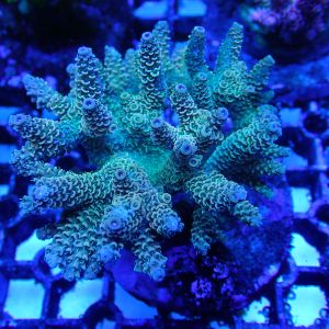 WYSIWYG Coral KRK-63 Acropora Colony