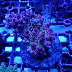 WYSIWYG Coral KRK-64 Acrapora Colony