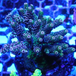 WYSIWYG Coral KRK-66 Acropora Colony