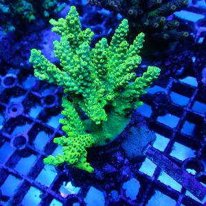 WYSIWYG Coral KRK-67 Acropora Colony