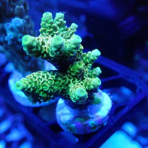 WYSIWYG Coral KRK-69 Acropora Frag