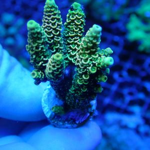 WYSIWYG Coral KRK-70 Acropora Frag