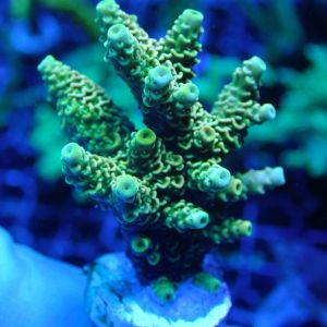 WYSIWYG Coral KRK-71 Acropora Frag