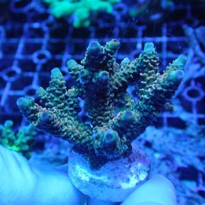 WYSIWYG Coral KRK-72 Acropora Frag