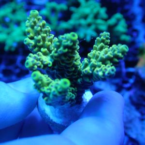 WYSIWYG Coral KRK-73 Acropora Frag