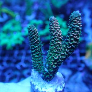 WYSIWYG Coral KRK-74 Acropora Frag