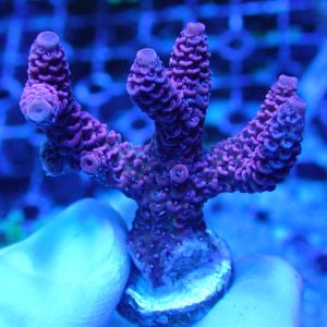 WYSIWYG Coral KRK-75 Acropora Frag
