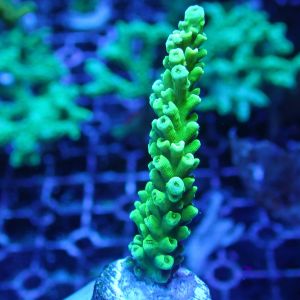 WYSIWYG Coral KRK-76 Acropora Frag