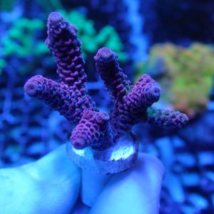 WYSIWYG Coral KRK-77 Acropora Frag