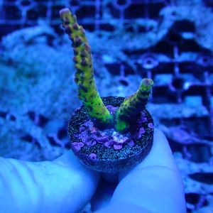 WYSIWYG Coral KRK-78 PC Rainbow Frag