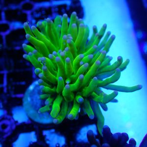 WYSIWYG Coral KRK-95 Pink Tip Grail