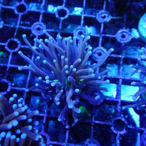 WYSIWYG Coral KRK-96 Copper Torch