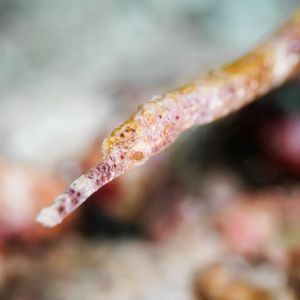 Banded Pipe Fish