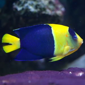 Bicolour Angelfish